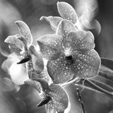 Orchid Photo- Flower Photo- Black and White Photography- Wall Art- Home Decor- Print- Home decoration- Poster