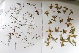 Wildflowers Pressed Beige & Yellow w/ Leaves Decoupage Crafts