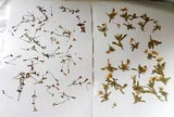 Wildflowers Pressed Beige & Yellow w/ Leaves Decoupage Crafts