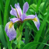 Northern Blue Flag Water Iris Seeds - Iris Versicolor Pond Plant Seeds - Flowering Aquatic Water Plants - Water Garden Pond Plants Canada