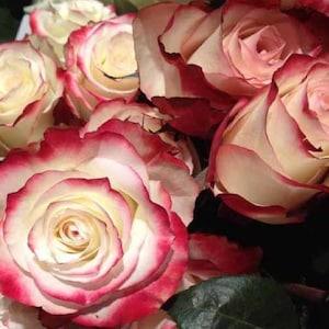 Hot pink white roses seeds- 20 seeds - code 606