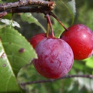 Flatwoods Plum / Wild Plum - Prunus Umbellata - Rare 'Fruit' Seeds - Hog Plum, Red-Purple, Sloe, Creek Plum, Bush Plum,  American Wild Plum