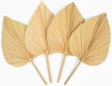 Natural Large Dried Palm Leaves 4 Pcs | Dried Flowers & Leaf D???cor| Palm Spears