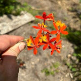 Epidendrum Radicans 4+??? cuttings - 5 piece