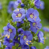 30Pcs Jacob's Ladder Flower Seeds-Beautiful Perennial Flower -POLEMONIUM CAERULEUM /  (FL127)