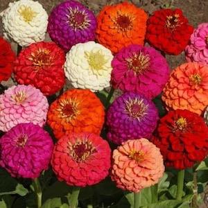 100 Seeds-Zinnia California Giant Mix  Mix Flower Seeds-Zinnia Elegans Giant Mix-pv053