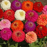 100 Seeds-Zinnia California Giant Mix  Mix Flower Seeds-Zinnia Elegans Giant Mix-pv053