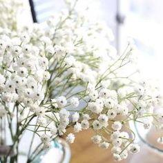 Gypsophile : entretien, plantation pour une belle floraison Flower Delivery