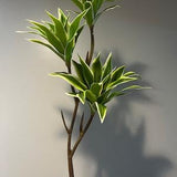 One tropical bamboo plant