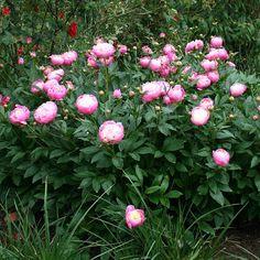 Pivoine de Chine, sensuelle - La terre est un jardin Flower Delivery