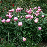 Pivoine de Chine, sensuelle - La terre est un jardin Flower Delivery