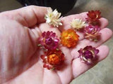 strawflowers mini organic straw flowers grown in Maine 75 pieces differen colors