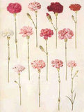 10 ROMANTIC WEDDING FLOWERS JUST WAITING TO BE REDISCOVERED - Growing With Plants Flower Delivery