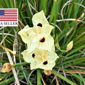 10 Dietes Bicolor Seeds - YELLOW AFRICAN IRIS Fortnight Lily Butterfly Flag Flower Seeds