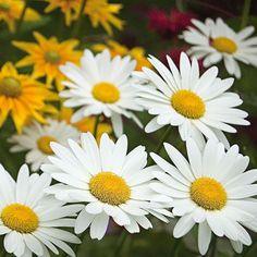 Leucanthemum x superbum 'Becky' Flower Delivery