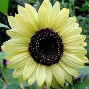 30+ LEMON Queen SUNFLOWER SEEDS  attracts Butterflies Bees cut flowers bouquet florist wedding from garden