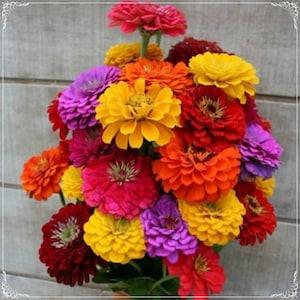 20 Seeds Mixed Color Giant California Zinnia Seed, Elegans Natural, Non GMO, Heirloom