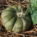 10  Pumpkin, Musquee de Provence Seeds.