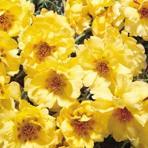 50 Sundial Gold Garden Flower Seeds*Moss Rose*Portulaca grandiflora*Portulakr?schen*Heat & Drought Tolerant Plants*Blumensamen*FLAT RATE SH