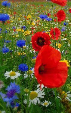 mez? Flower Delivery