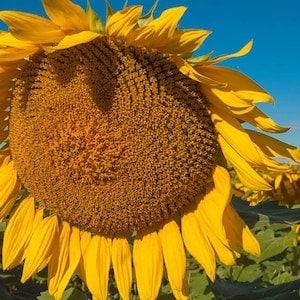 Titan giant sunflower 100 seeds
