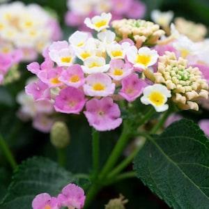 Lantana seeds!