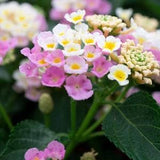 Lantana seeds!
