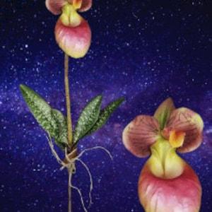 Mini Artificial Paphiopedilum Lady Slipper Orchid With roots BURGUNDY