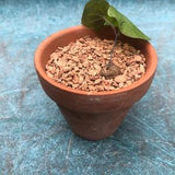 Elephant Foot | Dioscorea Elephantipes | Live Caudex Plant