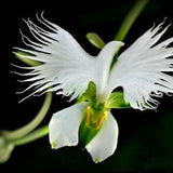 50pcs White Egret Orchid (Habenaria Radiata) pigeon Flower Seeds (code 7)