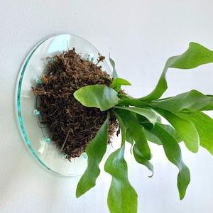 8" Clear Minimalist Mount for Staghorn Fern (Plant and moss not included)