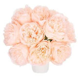 Artificial Flower Heads, Silk Peony Hydrangea Champagne Pink Faux Flowers 20Pcs