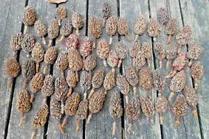 Lot of 70 Brown Texas Southern Magnolia Seed Pods Cones for Crafting Projects