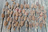 Lot of 70 Brown Texas Southern Magnolia Seed Pods Cones for Crafting Projects