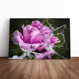 Flower Pink Peony Water Splash Canvas Print Wall Art Framed Picture Large