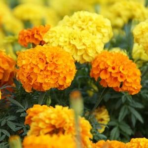 Cracker Jack Mix African Marigold Seeds | Deer Resistant Huge Blooms Orange Yellow Flower Seed NonGMO Heirloom For 2024 Season Fast Shipping