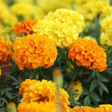 Cracker Jack Mix African Marigold Seeds | Deer Resistant Huge Blooms Orange Yellow Flower Seed NonGMO Heirloom For 2024 Season Fast Shipping