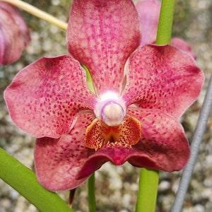 Orchid Vanda Merv L Velthius x Blitz's Heartthrob Sun Tolerant
