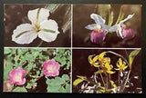 Postcard Wild Flowers Of Ontario Trillium Lady's Slipper Rose Fawn-Lily