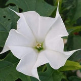 True White Datura Seeds -Pure White Summer Blooms