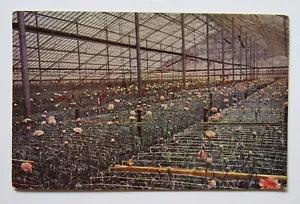 Cloudcroft Burgett Greenhouses Carnations New Mexico Postcard