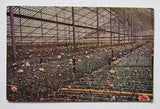 Cloudcroft Burgett Greenhouses Carnations New Mexico Postcard