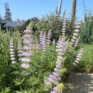 Chick Lupine | Lupinus microcarpus seeds