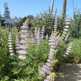 Chick Lupine | Lupinus microcarpus seeds