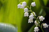 5 Lily of the Valley  (Convallaria Majalis) Flower Delivery