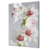 Beautiful White Pink Orchid Flowers Stem Floral Modern Design Canvas Print Wall Art Picture