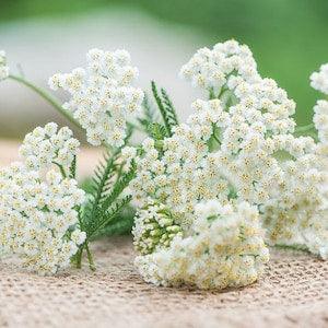 50 +seeds White Yarrow (Achillea Millefolium)