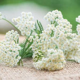 50 +seeds White Yarrow (Achillea Millefolium)