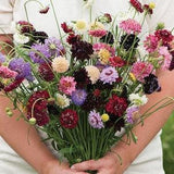 Scabiosa Seeds - Pincushion Formula Mix  ¡§C Mixed (50+ Seeds) Dried Annual Flower Seeds, Mourning Bride, Drumstick Flower