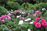 10 TREE PEONY Mountain Paeonia Suffruticosa Arborea Color Mix Flower Shrub Seeds